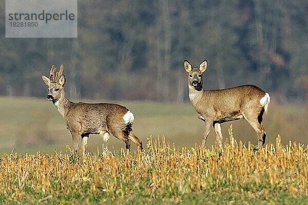 Reh Bock und Geiss nebeneinander stehend in Acker hersehend