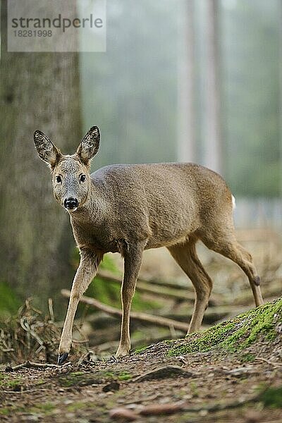 Reh (Capreolus capreolus) in einem Wald  Bayern  Deutschland  Europa