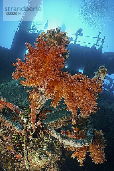 Rote Bäumchenkoralle (Dendronephthya hemrpichi) auf dem Wrack der Giannis D im Gegenlicht. Tauchplatz Wrack Giannis D  Hurghada  Ägypten  Rotes Meer  Afrika