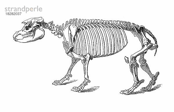 Skelett des Tapir  Mittelamerikanische Tapir  auch Baird-Tapir (Tapirus bairdii) genannt  Historisch  digital restaurierte Reproduktion von einer Vorlage aus dem 18. Jahrhundert
