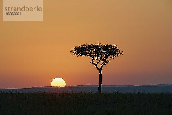 Silhouette  Schirmakazie (Acacia tortilis)  bei Sonnenaufgang  Masai Mara National Reserve  Kenia  Afrika