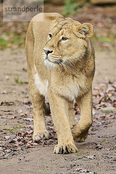 Asiatischer Löwe (Panthera leo leo) weiblich  captive  Verbreitung Indien