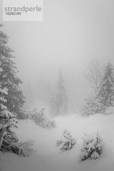 Berg Hang im Nebel und Wolkendecke mit Tanne und Schnee im Winter  Lacheralm  Wendelstein  Oberaudorf  Bayern  Deutschland  Europa