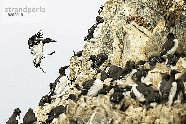 Trottellumme (Uria aalge) landet in Brutkolonie  Insel Hornøya  Vardø  Varanger  Finnmark  Norwegen  Europa