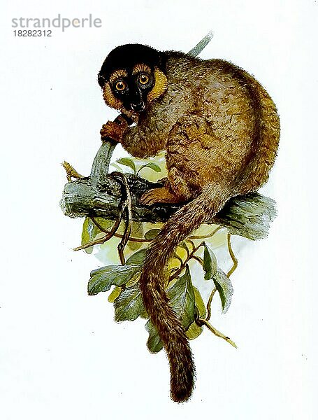 Braune Maki (Eulemur fulvus)  Primatenart aus der Familie der Gewöhnlichen Makis  Historisch  digital restaurierte Reproduktion einer Originalvorlage aus dem 19. Jahrhundert  genaues Originaldatum nicht bekannt
