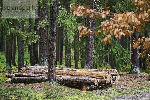 Baumstämme von gefälltem Holz im Wald  Franken  Bayern  Deutschland  Europa