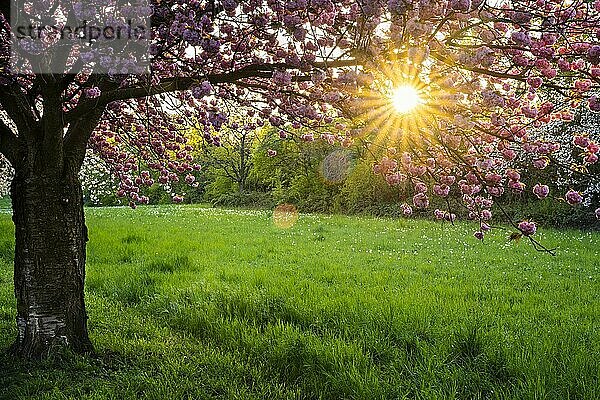 Ein blühender Kirschbaum mit rosa Blüten im Frühling in der Abendsonne mit einem Sonnenstern  Rhein-Neckar-Region  Baden-Württemberg  Deutschland  Europa