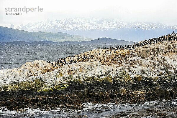 Eine felsige Insel voller Kormorane im Beagle-Kanal  Ushuaia  Argentinien. Raum kopieren