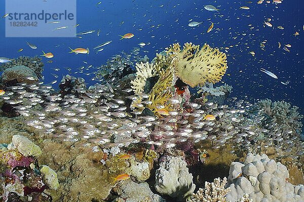 Ein Schwarm Rotmeer-Glasfisch (Parapriacanthus guentheri) Fische mit verschiedenen Steinkorallen und einer Netz-Feuerkoralle (Millepora dichotoma)  Tauchplatz Mangrove Bay  El Quesir  Ägypten  Rotes Meer  Afrika