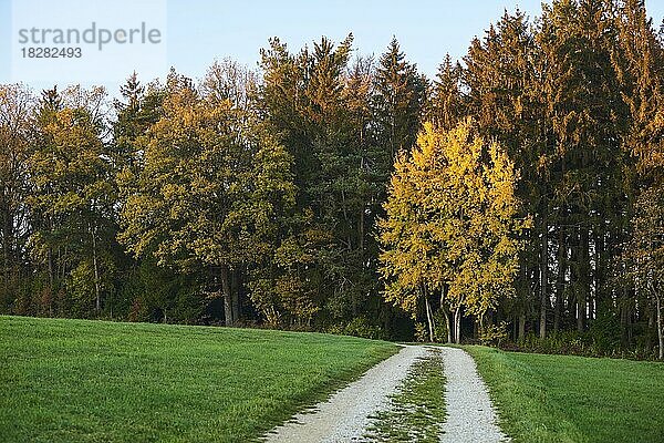 Waldweg am Waldrand im Herbst  Oberpfalz  Bayern  Deutschland  Europa