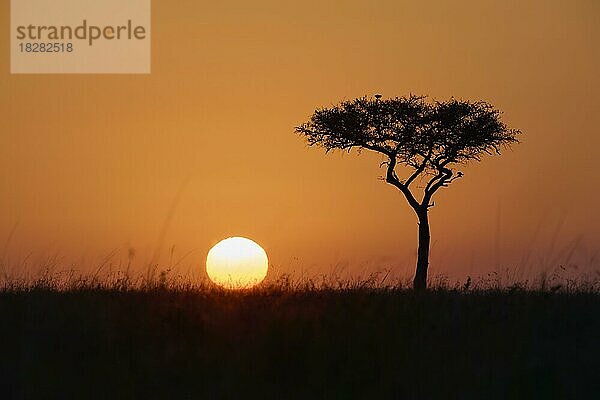 Silhouette  Schirmakazie (Acacia tortilis)  bei Sonnenaufgang  Masai Mara National Reserve  Kenia  Afrika