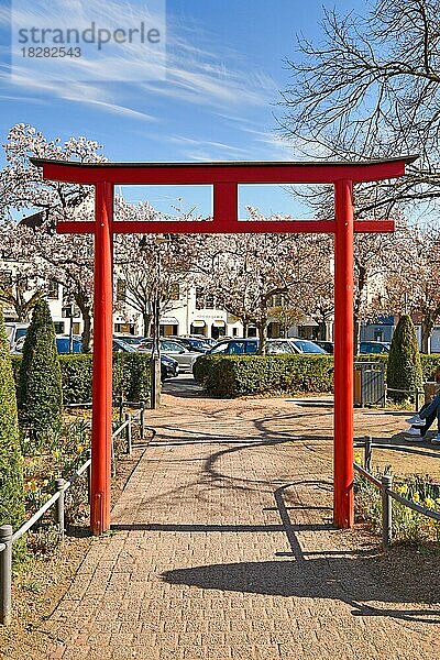 Rotes traditionelles japanisches Torii-Tor und blühende japanische Kirschbäume in der historischen Altstadt von Hofheim  Hofheim  Deutschland  Europa