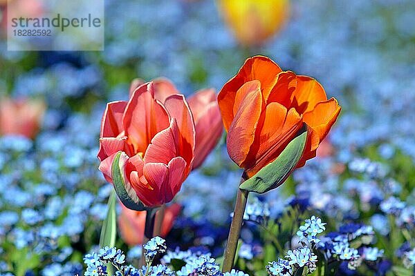 Schöne hellrosa und orange Tulpe Blumen im Bereich der blauen Frühlingsblumen auf unscharfen Hintergrund