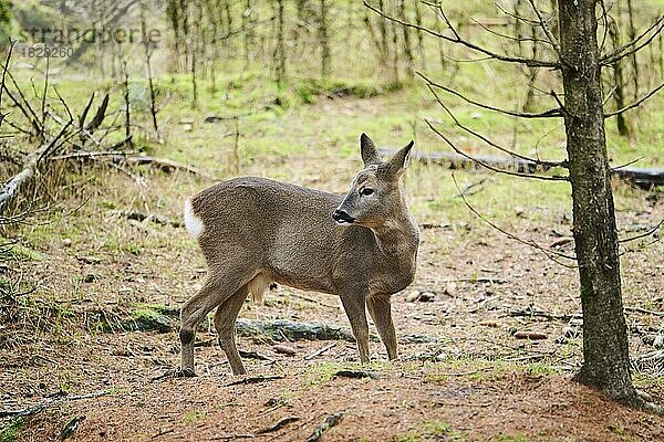 Reh (Capreolus capreolus) in einem Wald  Bayern  Deutschland  Europa