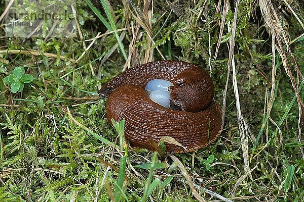 Rote Wegschnecke (Arion rufus) Paarung mit deutlichem Spermapaket  Allgäu  Bayern  Deutschland  Europa