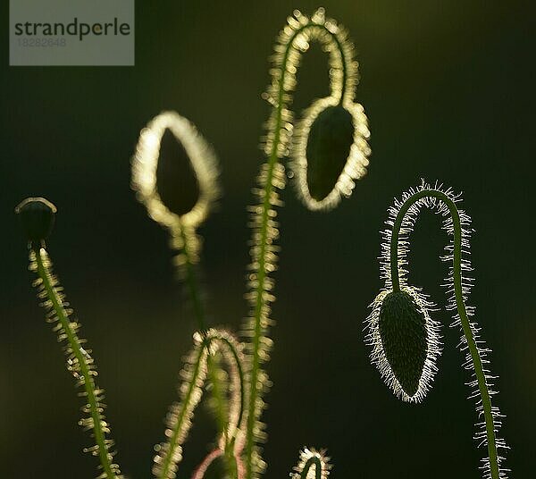 Klatschmohn (Papaver rhoeas) Knospen im Gegenlicht  Hessen  Deutschland  Europa