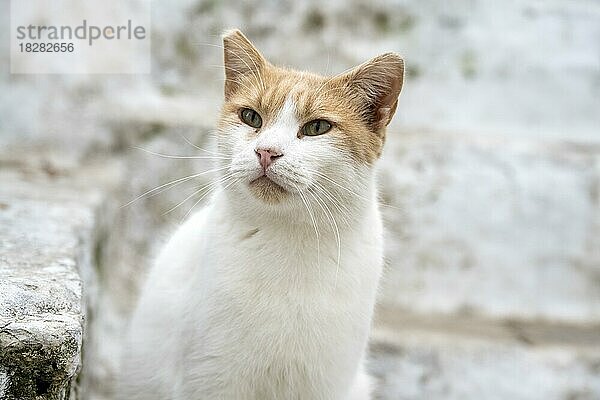 Weiße Katze mit braunem Kopf  Tierporträt  Altstadt  Mykonos  Kykladen  Griechenland  Europa