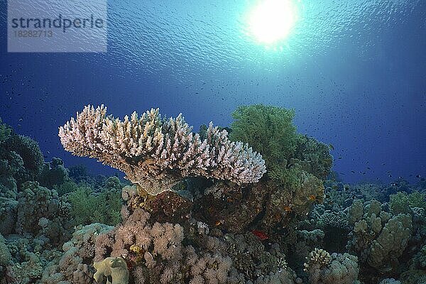 Pharao-Geweihkoralle (Acropora pharaonis) im Gegenlicht. Sonne und gekräuselte Wasseroberfläche. Tauchplatz Gordon Reef  Strasse von Tiran  Sinai  Ägypten  Rotes Meer  Afrika