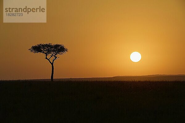 Silhouette  Schirmakazie (Acacia tortilis)  bei Sonnenaufgang  Masai Mara National Reserve  Kenia  Afrika