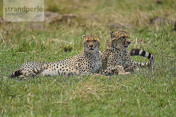Gepard (acinonyx jubatus)  zwei Tiere ligen zusammen  Masai Mara National Reserve  Kenia  Afrika
