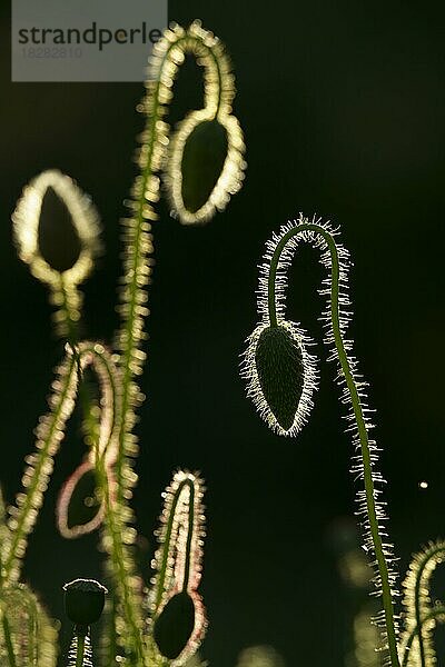 Klatschmohn (Papaver rhoeas) Knospen im Gegenlicht  Hessen  Deutschland  Europa