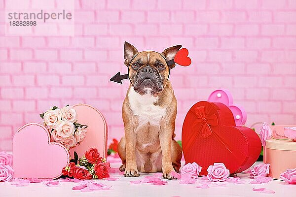 Niedlicher Hund zum Valentinstag. Französisch Bulldogge mit Liebe Pfeil Stirnbänder von rosa und roten saisonalen Dekoration wie Geschenk-Boxen und Rose Blumen umgeben