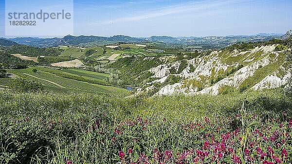 Blick in die Hügellandschaft mit Erosionstälern und Weingärten  Emilia-Romagna  Italien  Europa