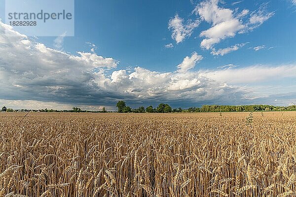 Stürmische Wolken über Weizenfeldern im Sommer. Elsass  Frankreich  Europa