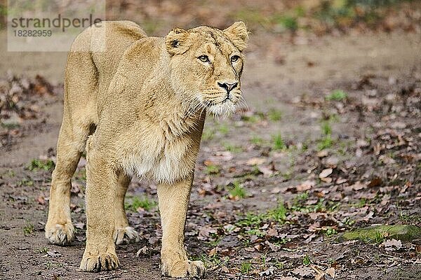 Asiatischer Löwe (Panthera leo leo) weiblich  captive  Verbreitung Indien