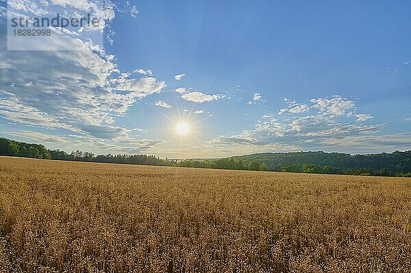 Flachsfeld  Sonnenuntergang  Sommer  Reichartshausen  Amorbach  Odenwald  Bayern  Deutschland  Europa