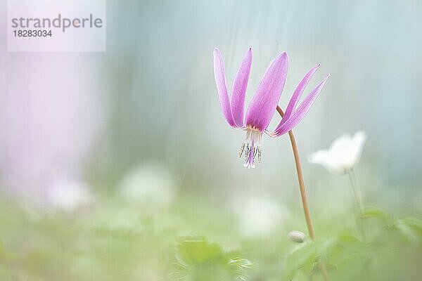 Zart blühende Hunds-Zahnlilie (Erythronium dens-canis) mit Bokeh  Steiermark  Österreich  Europa