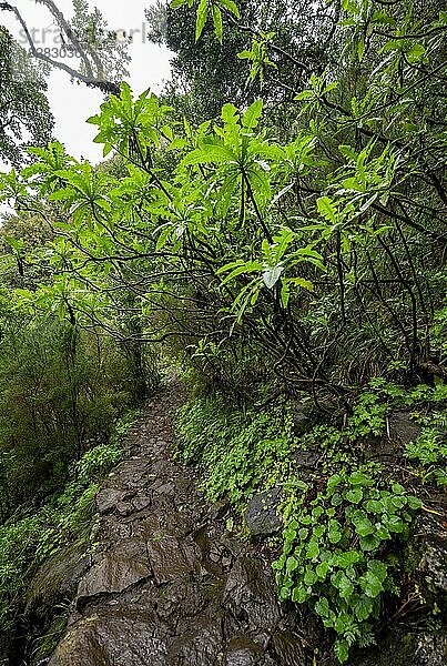 DIchter Wald mit Riesen-Saatdistel (Sonchus fruticosus) am Wanderweg Vereda Francisco Achadinha  Rabacal  Madeira  Portugal  Europa