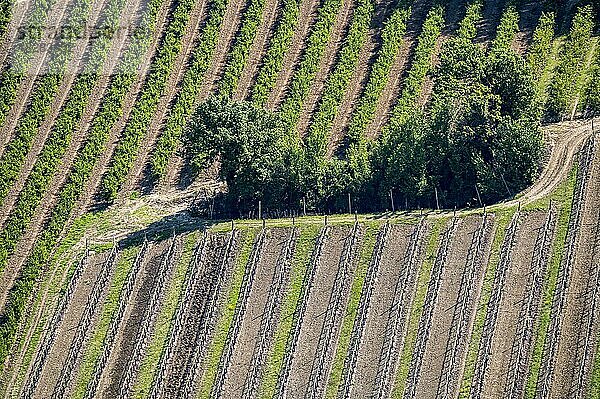 Blick auf Weingärten aus der Vogelperspektive  Emilia-Romagna  Italien  Europa