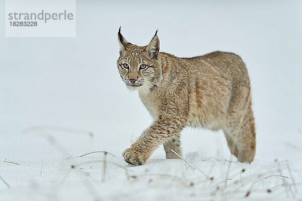 Europäischer Luchs (Lynx lynx)  läuft über schneebedeckte Wiese  Winter