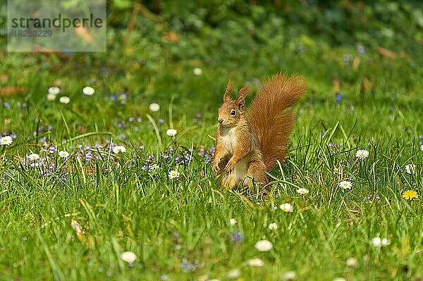 Europäisches Eichhörnchen (Sciurus vulgaris)  sitzt in Wiese mit Gänsblümchen im Park  Frühling  Deutschland  Europa