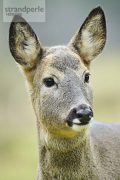 Porträt eines Reh (Capreolus capreolus) in einem Wald  Bayern  Deutschland  Europa