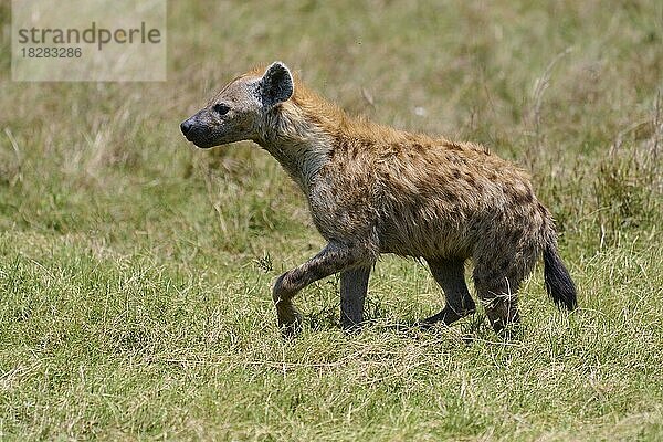 Tüpfelhyäne (Crocuta crocuta)  läuft in der Savanne  Masai Mara National Reserve  Kenia  Afrika
