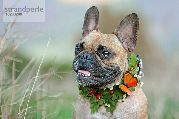 Schöne rehbraune und schwarze Maske weibliche französische Bulldogge Hund mit einem selbstgemachten Blatt und Schmetterling Kragen vor verschwommenen Hintergrund