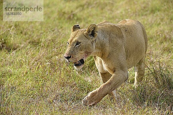 Afrikanischer Löwe (Panthera leo)  Weibchen läuft in der Savanne  Masai Mara National Reserve  Kenia  Afrika