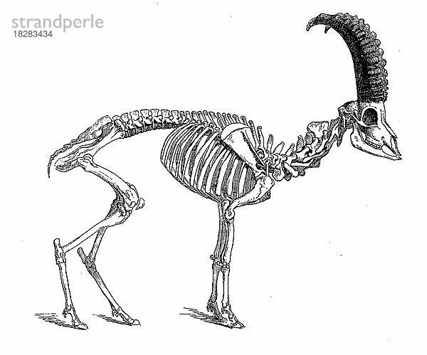 Skelett des Alpensteinbock  oder Gemeiner Steinbock (Capra ibex)  Historisch  digital restaurierte Reproduktion von einer Vorlage aus dem 18. Jahrhundert