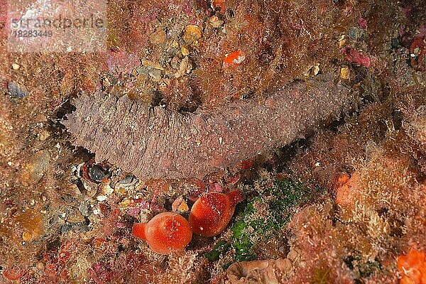 Röhrenseegurke (Holothuria tubulosa) . Tauchplatz Meeresschutzgebiet Cap de Creus  Rosas  Costa Brava  Spanien  Mittelmeer  Europa