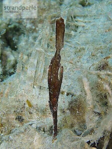 Seegras-Geisterpfeifenfisch (Solenostomus) cyanopterus) . Tauchplatz Hausriff  Mangrove Bay  El Quesir  Rotes Meer  Ägypten  Afrika