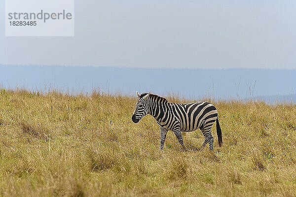 Steppenzebra (Equus quagga)  läuft in der Savanne  Masai Mara National Reserve  Kenia  Afrika
