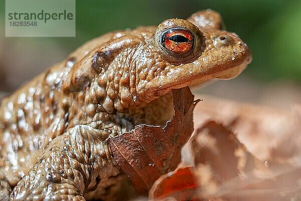 Porträt eines gewöhnlichen Toads (Bufo bufo) im Frühling. Vogesen  Elsass  Frankreich  Europa