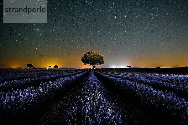 Milchstraßenlandschaft am Sternenhimmel in einem sommerlichen Lavendelfeld  Brihuega. Guadalajara