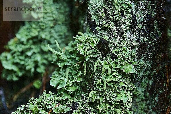 Nahaufnahme einer Mönchskappenflechte (Hypogymnia physodes) auf einem Baumstamm  Bayern  Deutschland  Europa
