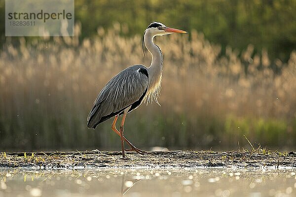 Graureiher (Ardea cinerea) steht auf Schlickflache von Schwemmland  Schilfrohricht  Gegenlicht  Kiskunsag  Ungarn  Europa