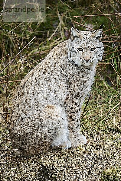 Europäischer Luchs (Lynx lynx) in einem Wald  Bayern  Deutschland  Europa