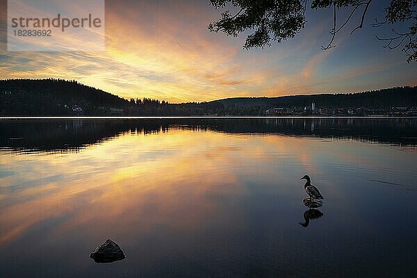 Der Titisee bei Sonnenuntergang  im Vordergrund eine Ente auf einem Stein  Schwarzwald  Baden-Württemberg  Deutschland  Europa