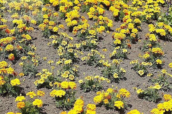 Gelbe Ringelblumen auf einem Blumenbbet  Deutschland  Europa